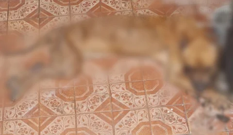 Polícia prende homem por maus-tratos a cão no bairro São Jorge