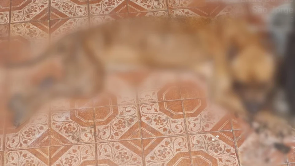 Polícia prende homem por maus-tratos a cão no bairro São Jorge