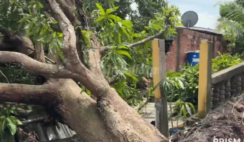‘Bora parar de luxar e vamos ajudar’: Moradora cobra prefeitura após árvore destruir muro e deixar famílias sem energia no Colônia Antônio Aleixo