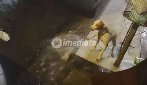 VÍDEO: Cadela é deixada acorrentada a uma lixeira sob forte chuva no bairro Alvorada 3