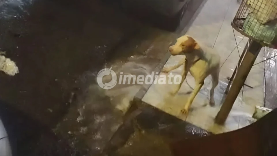 VÍDEO: Cadela é deixada acorrentada a uma lixeira sob forte chuva no bairro Alvorada 3