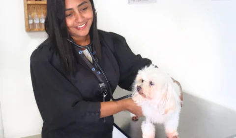 Bem-Estar Animal: Como garantir a tranquilidade dos pets nas festas de fim de ano