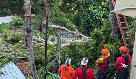 Árvore desaba e atinge três casas no bairro Armando Mendes
