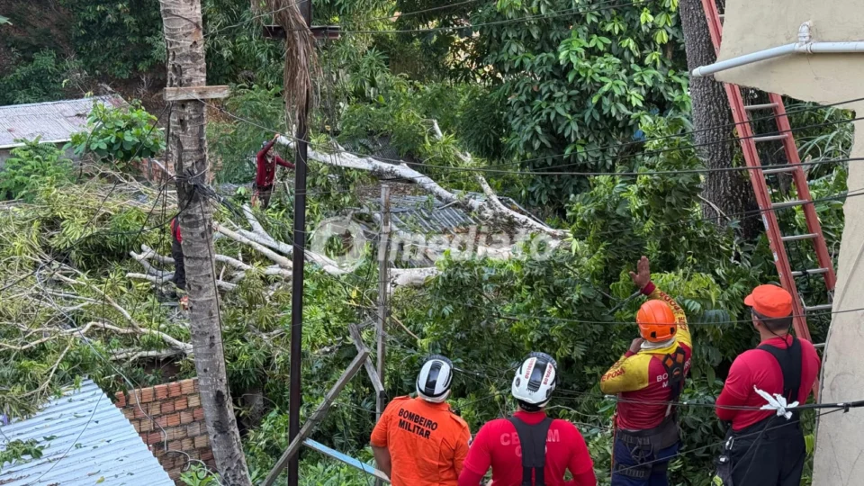 Árvore desaba e atinge três casas no bairro Armando Mendes