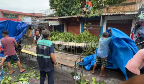 Jambeiro cai sobre feira do São José II e quase atinge trabalhadores na zona Leste de Manaus