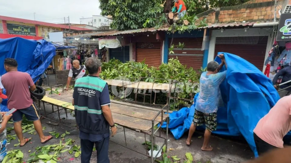 Jambeiro cai sobre feira do São José II e quase atinge trabalhadores na zona Leste de Manaus