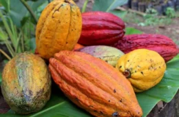 Amazônia lidera premiação nacional e confirma protagonismo no cacau de alto padrão