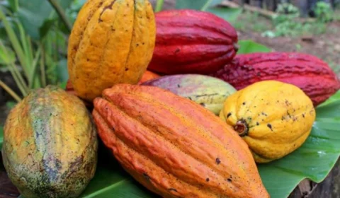 Amazônia lidera premiação nacional e confirma protagonismo no cacau de alto padrão