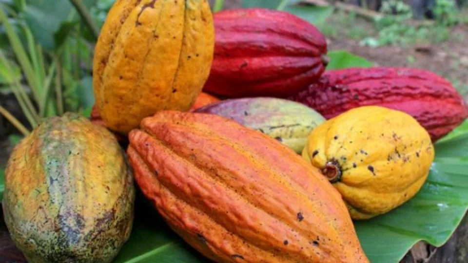 Amazônia lidera premiação nacional e confirma protagonismo no cacau de alto padrão