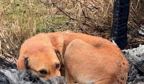 Doguinha tem final feliz após ter casinha incendiada e é resgatada e adotada