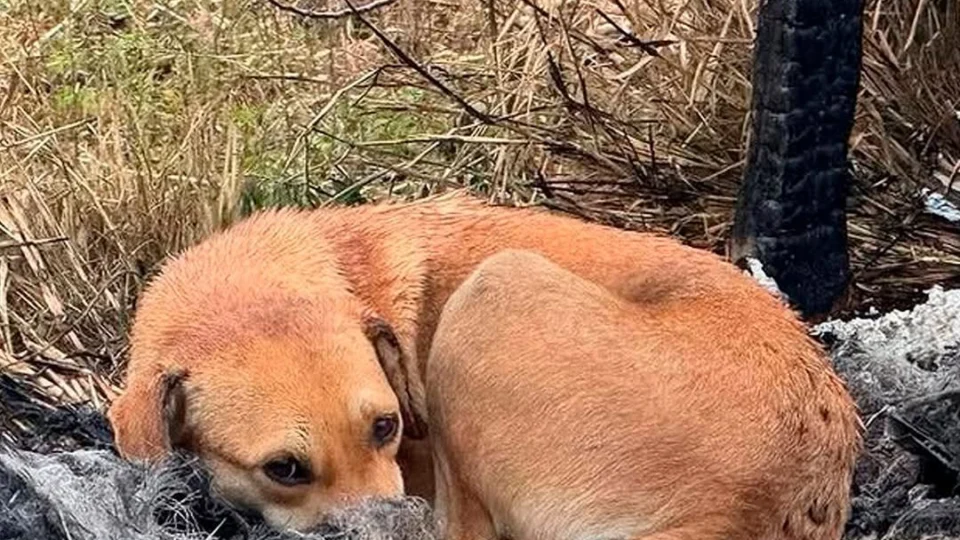 Doguinha tem final feliz após ter casinha incendiada e é resgatada e adotada