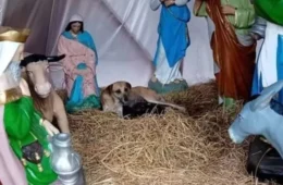 Cadela escolhe presépio para dar à luz sete filhotes e atrai visitantes no México
