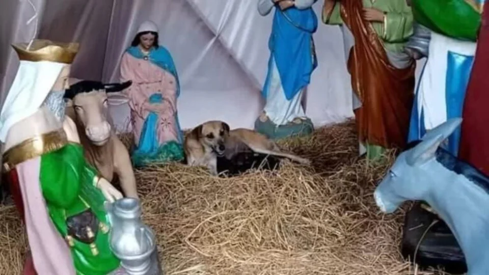 Cadela escolhe presépio para dar à luz sete filhotes e atrai visitantes no México