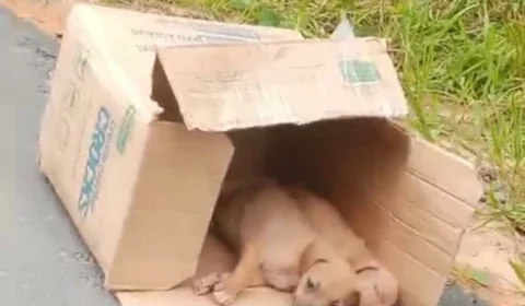 Vídeo mostra cadela e filhotes abandonados em ramal da AM-010