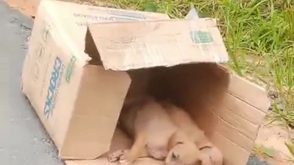 Vídeo mostra cadela e filhotes abandonados em ramal da AM-010