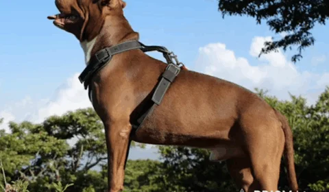 Homem é preso por maus-tratos após arremessar cães de laje em Manaus