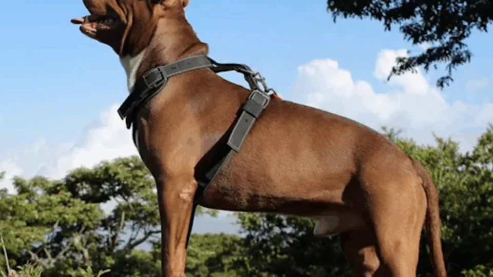 Homem é preso por maus-tratos após arremessar cães de laje em Manaus