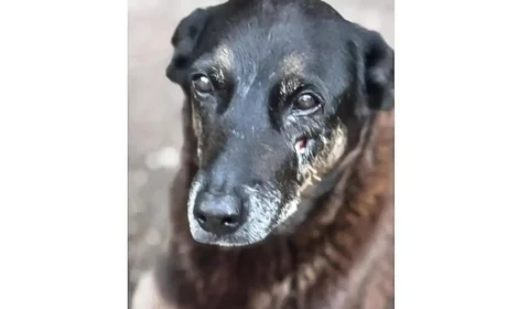 Justiça proíbe divulgação de fotos de adolescentes no caso Orelha