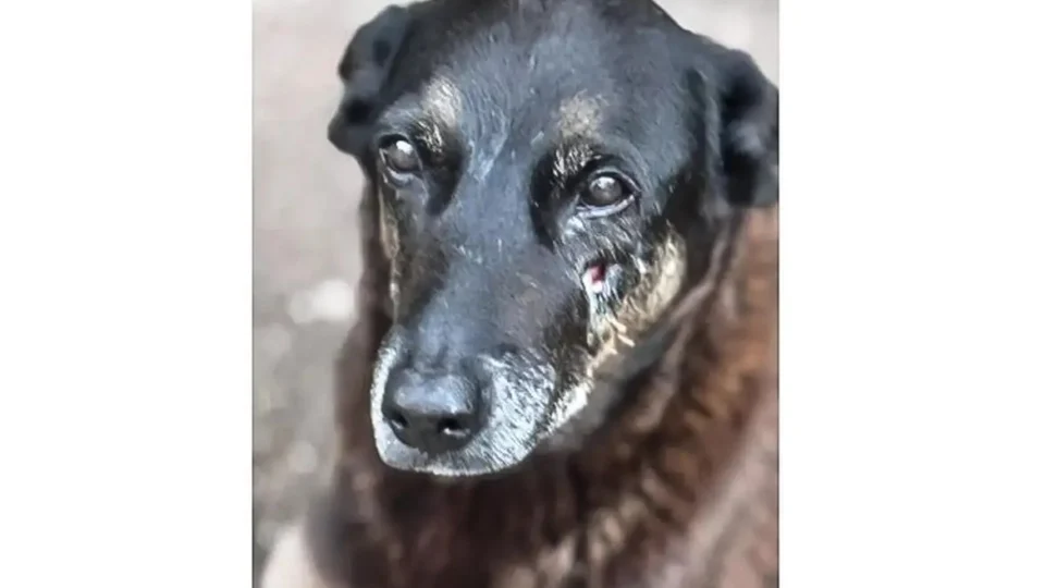 Justiça proíbe divulgação de fotos de adolescentes no caso Orelha