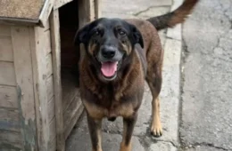 Cão Orelha: Adolescentes investigados por morte de cão em Florianópolis retornam dos EUA e têm celulares apreendidos