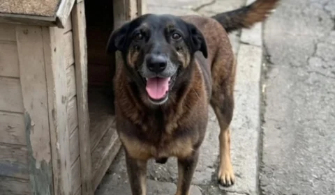 Cão Orelha: Adolescentes investigados por morte de cão em Florianópolis retornam dos EUA e têm celulares apreendidos