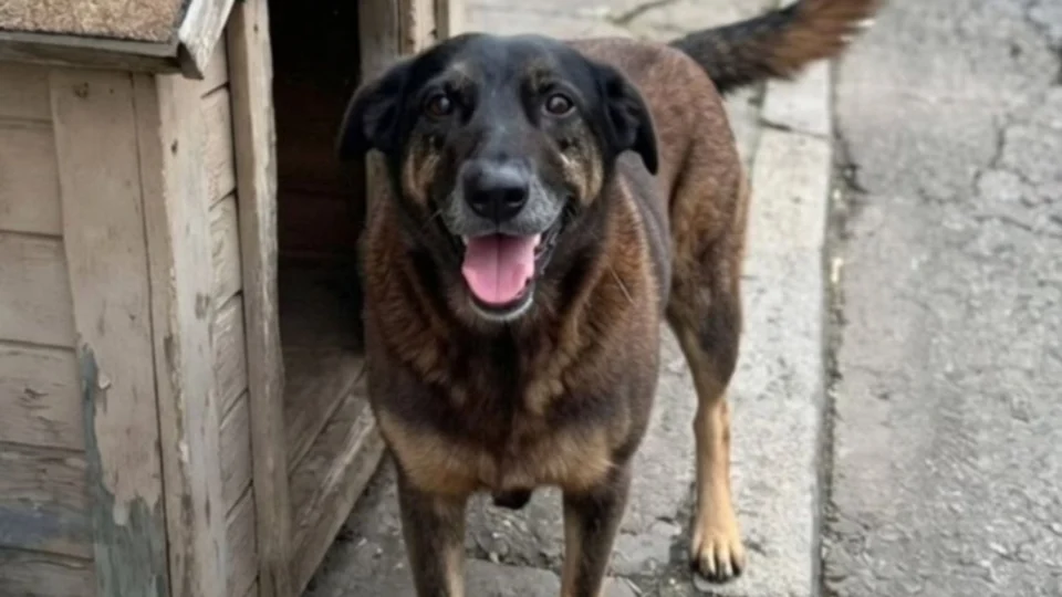 Cão Orelha: Adolescentes investigados por morte de cão em Florianópolis retornam dos EUA e têm celulares apreendidos