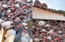 Vídeo: Caminhão com carga de peixes tomba na BR-319 e espalha pescado na rodovia no Amazonas
