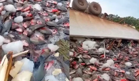 Vídeo: Caminhão com carga de peixes tomba na BR-319 e espalha pescado na rodovia no Amazonas