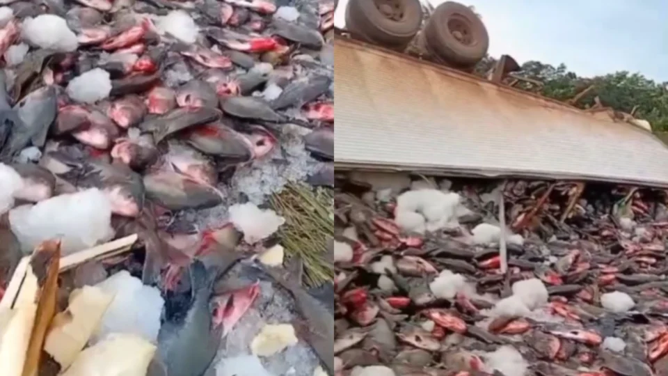 Vídeo: Caminhão com carga de peixes tomba na BR-319 e espalha pescado na rodovia no Amazonas