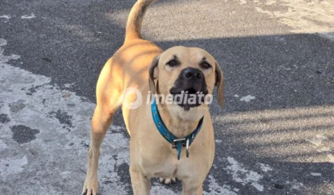 Caramelo galeroso: Motociclista fica ferido após ataque de cachorro no bairro Novo Aleixo