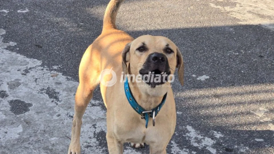 Caramelo galeroso: Motociclista fica ferido após ataque de cachorro no bairro Novo Aleixo
