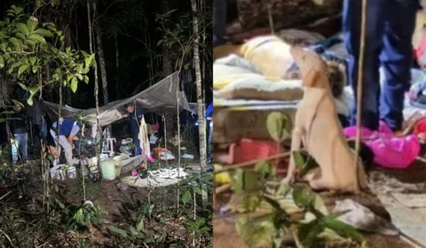 Cães de vítima de feminicídio permanecem abandonados em área de mata da UFAM, em Manaus
