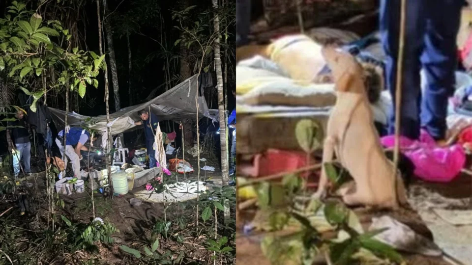 Cães de vítima de feminicídio permanecem abandonados em área de mata da UFAM, em Manaus