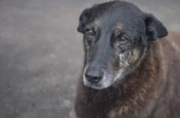 Laudo aponta que cachorro ‘Orelha’ teve pedaço de madeira introduzido no corpo durante agressões