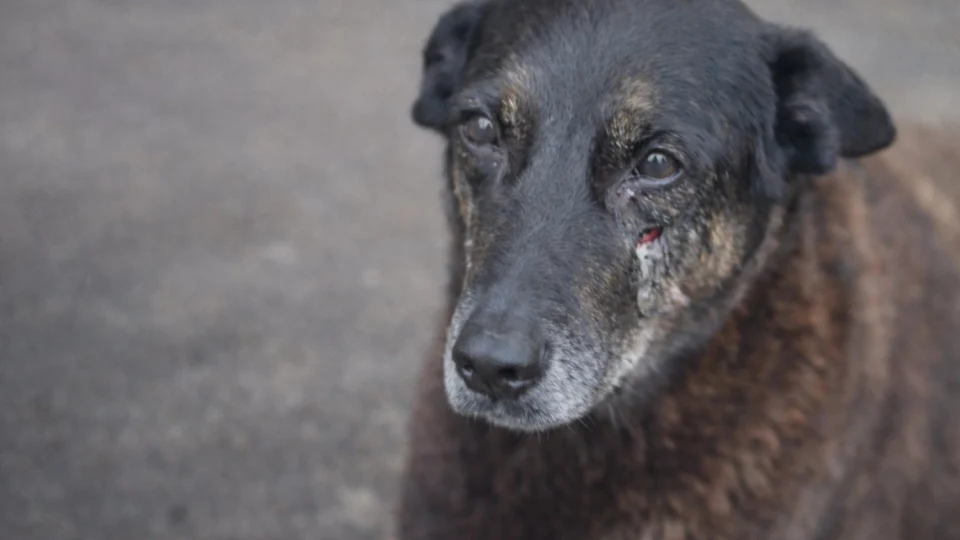 Laudo aponta que cachorro ‘Orelha’ teve pedaço de madeira introduzido no corpo durante agressões