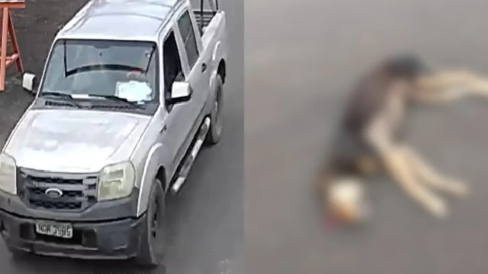 Veja o vídeo: Cachorro é atropelado enquanto dormia em via pública no interior do Amazonas