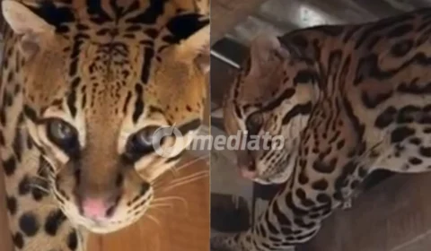 VÍDEO: Jaguatirica surpreende moradores ao buscar abrigo em casa flutuante durante temporal no Amazonas