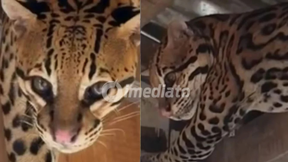 VÍDEO: Jaguatirica surpreende moradores ao buscar abrigo em casa flutuante durante temporal no Amazonas