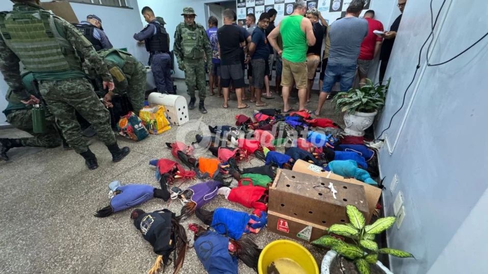 Polícia Ambiental prende mais de 18 pessoas e apreende mais de 40 animais em rinha de galos no bairro Puraquequara