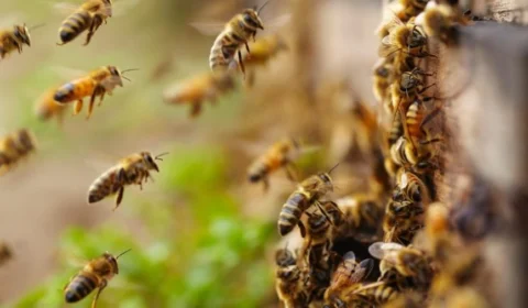 Idoso sofre mil picadas de abelha e sobrevive no PR