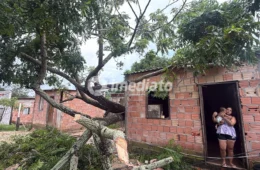 Árvore cai sobre casa no Nova Vitória e família escapa por pouco de tragédia na zona leste de Manaus