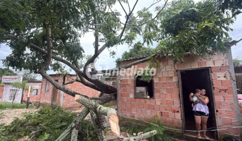 Árvore cai sobre casa no Nova Vitória e família escapa por pouco de tragédia na zona leste de Manaus