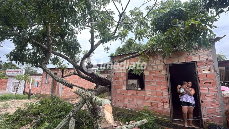Árvore cai sobre casa no Nova Vitória e família escapa por pouco de tragédia na zona leste de Manaus