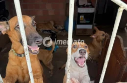 Protetora de animais pede ajuda para manter cães e gatos resgatados no Nova Vitória