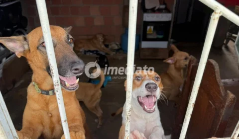 Protetora de animais pede ajuda para manter cães e gatos resgatados no Nova Vitória