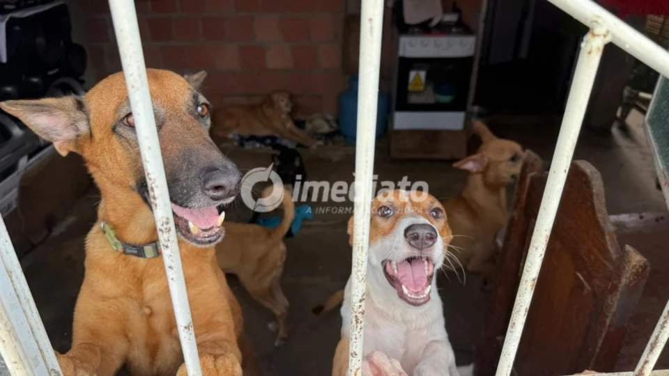 Protetora de animais pede ajuda para manter cães e gatos resgatados no Nova Vitória