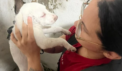 Bombeiros resgatam filhote preso em parede de casa em Manaus