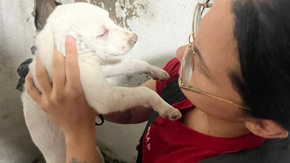 Bombeiros resgatam filhote preso em parede de casa em Manaus