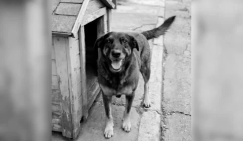 Suspeitos de matar cão Orelha viajaram para os EUA, diz polícia