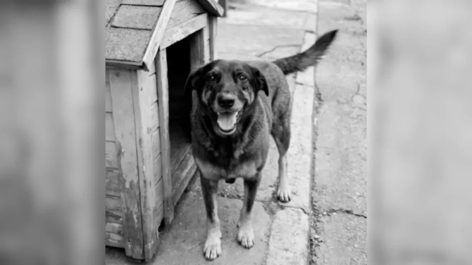 Suspeitos de matar cão Orelha viajaram para os EUA, diz polícia